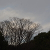 代々木公園の森　2　１月