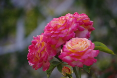 芝浦中央公園　６月　薔薇　13
