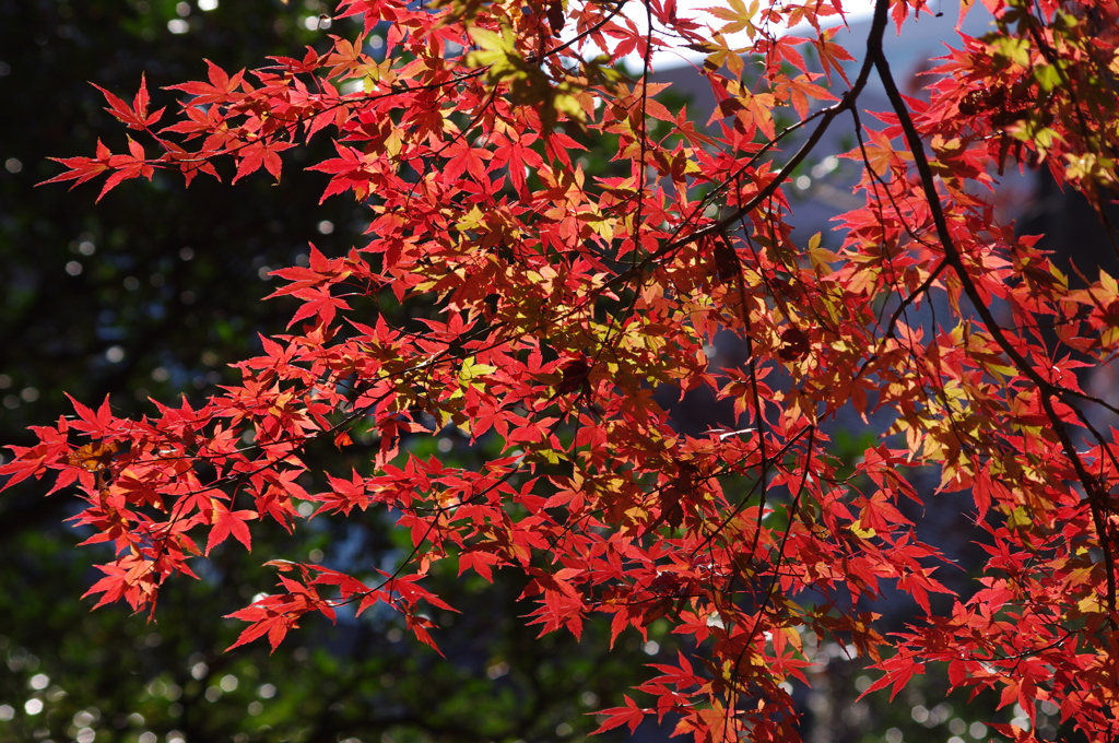 紅葉　1