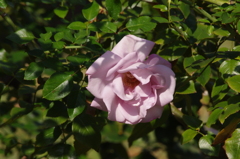 薔薇　5