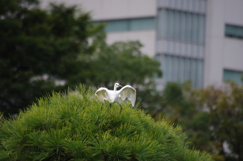 シラサギ　3　旧芝離宮庭園　9月
