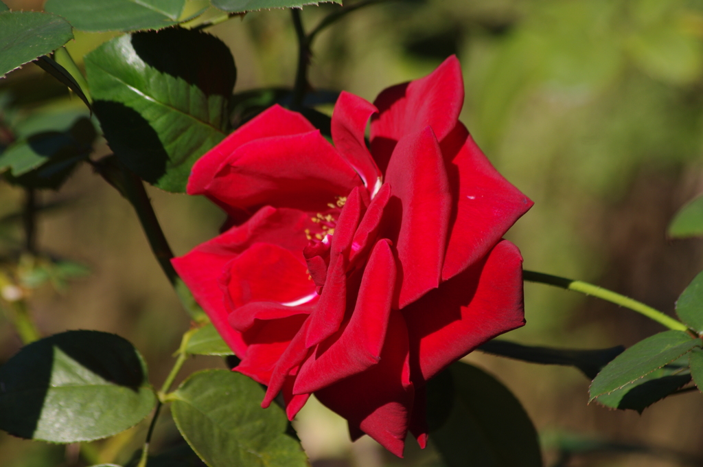 薔薇　29
