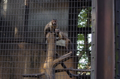 フサオマキザル　野毛山動物園　１０月