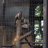 フサオマキザル　野毛山動物園　１０月