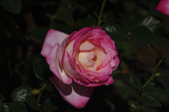 薔薇　19