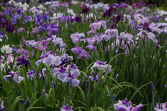 花菖蒲