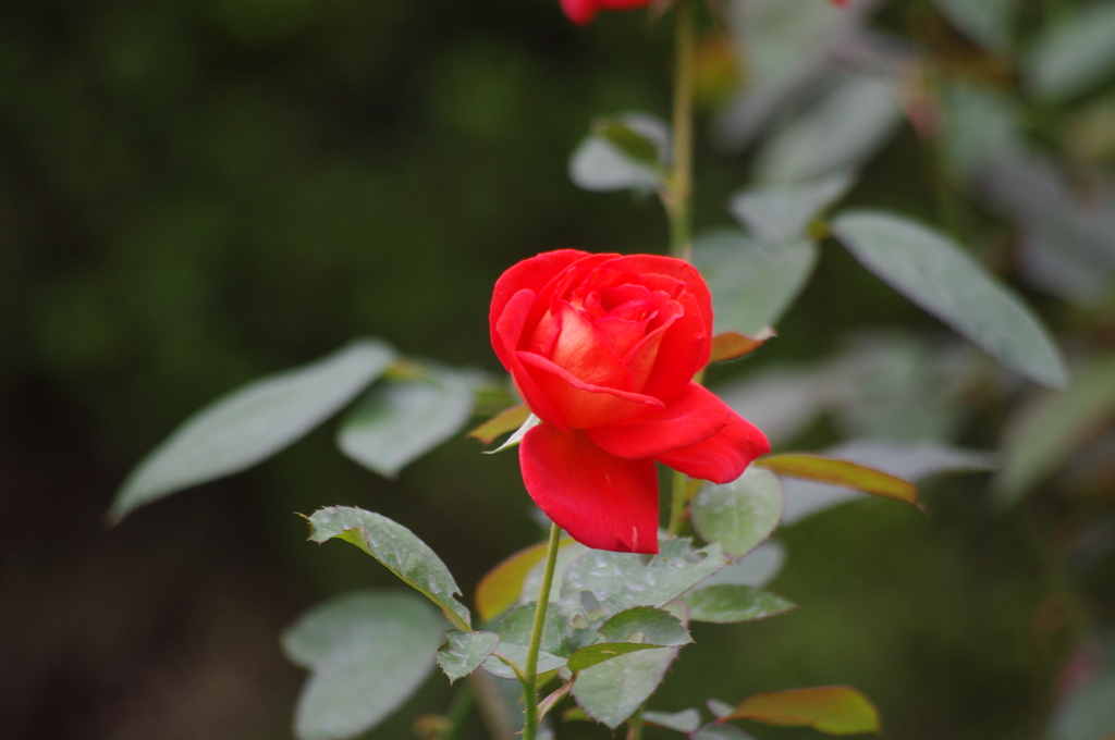 薔薇　4　日比谷公園　１０月
