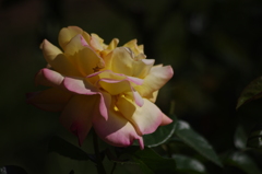 薔薇　5