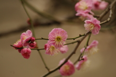 梅　4　旧浜離宮庭園　２月