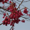 カンヒザクラ　日比谷公園