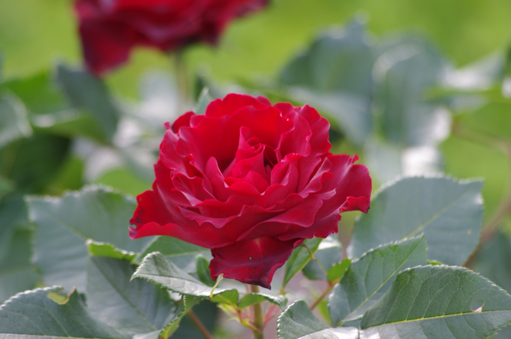 薔薇　4