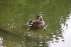 鴨　4　旧安田庭園　７月