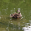 鴨　4　旧安田庭園　７月
