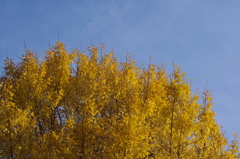 紅葉　イチョウ　日比谷公園
