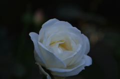薔薇　3