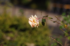 薔薇　2
