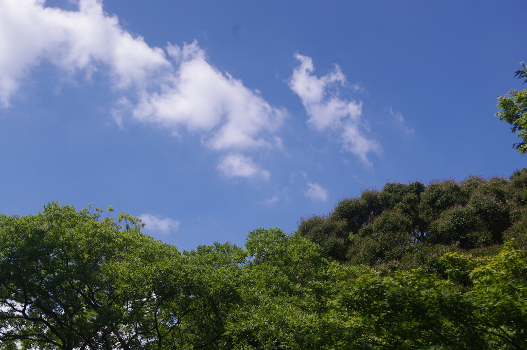 夏の空と都心の森　新江戸川公園　８月