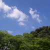 夏の空と都心の森　新江戸川公園　８月