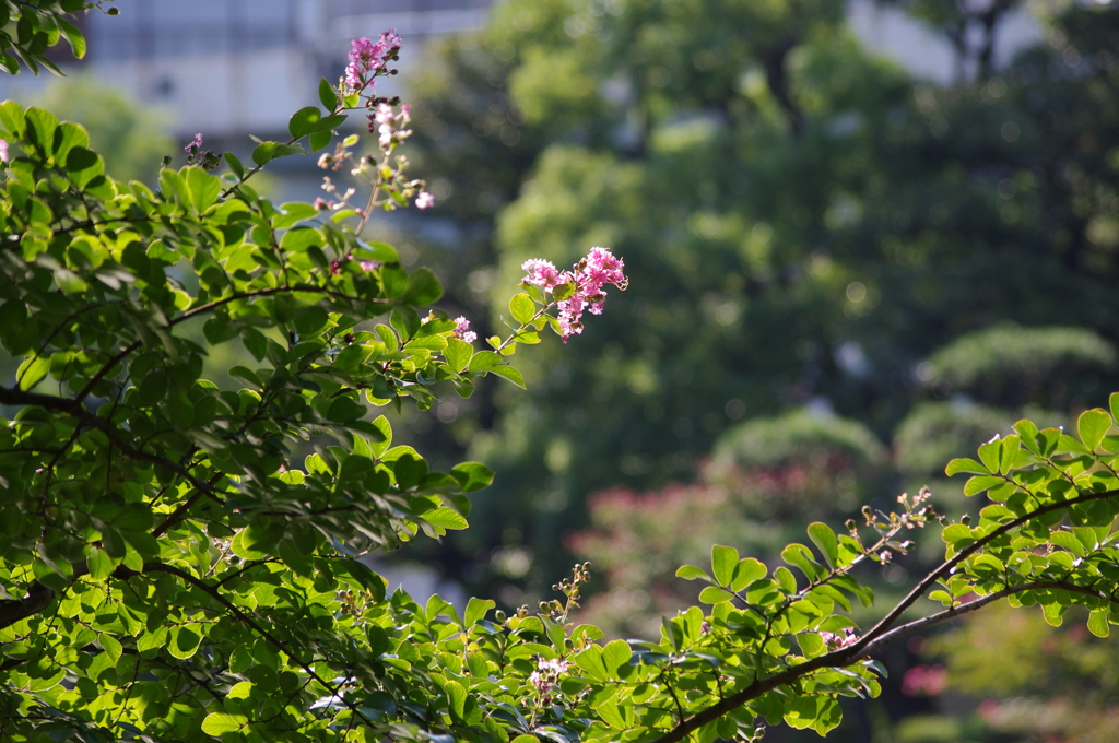 名残の百日紅　安田庭園　9月