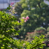 名残の百日紅　安田庭園　9月