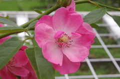 薔薇　２　代々木公園　７月下旬