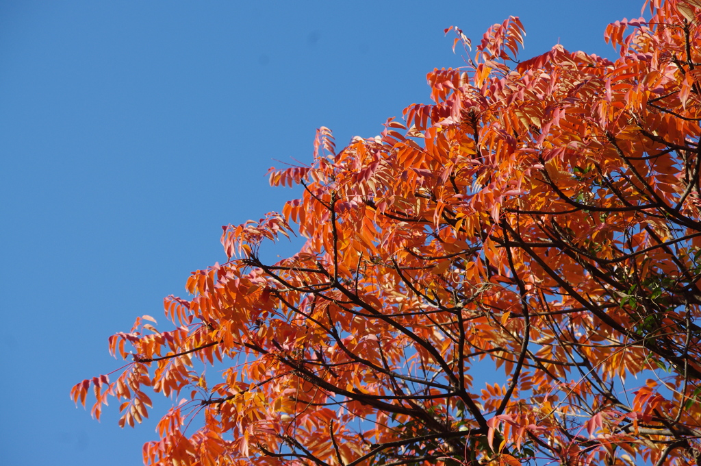 紅葉　1　旧浜離宮庭園　１２月上旬