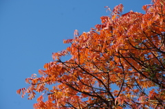 紅葉　1　旧浜離宮庭園　１２月上旬