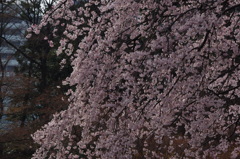 桜　1