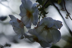 薔薇　4
