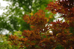緑化中の紅葉　旧芝離宮庭園　6月