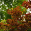 緑化中の紅葉　旧芝離宮庭園　6月