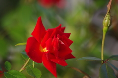 薔薇　12