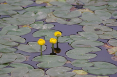 池の花　皇居東御苑