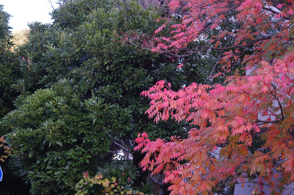 紅葉
