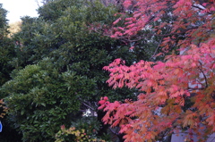 紅葉