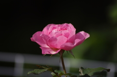薔薇　13