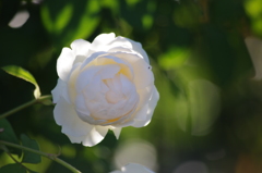 薔薇　7　山下公園　１０月