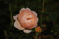 薔薇　4