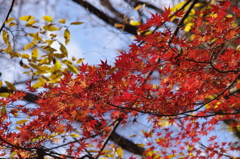 まだまだ紅葉　1　すいててよかった　六義園