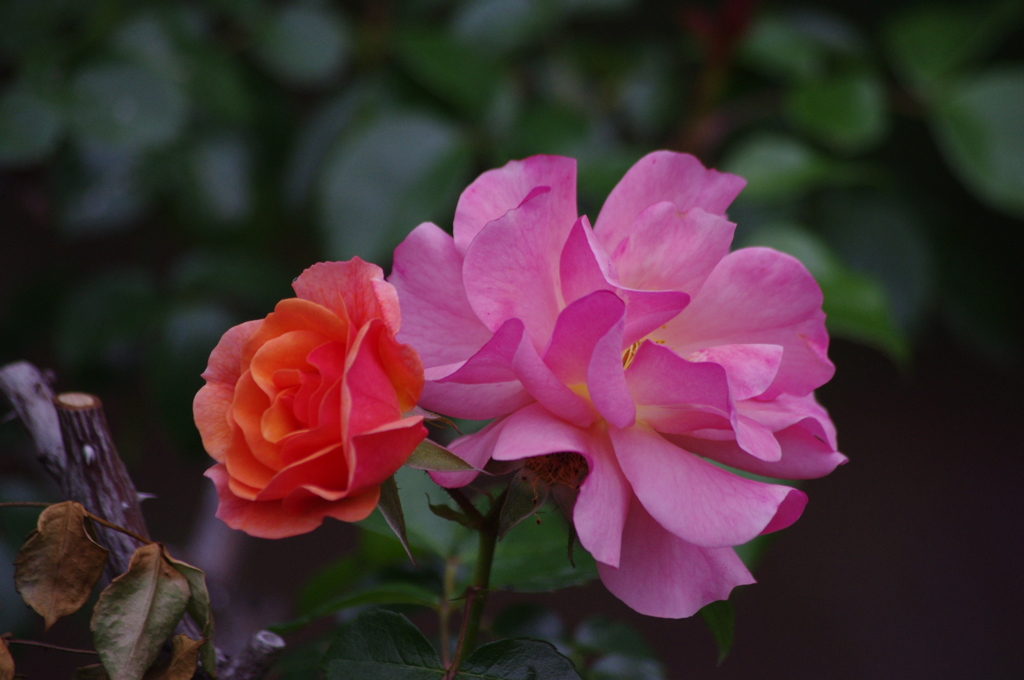 日比谷公園バ　薔薇　５月　2016　３