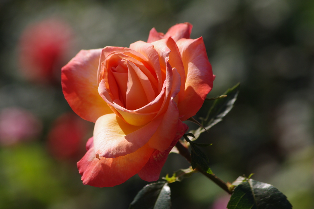薔薇　2