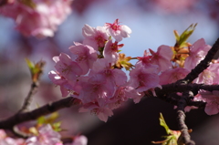 河津桜　2