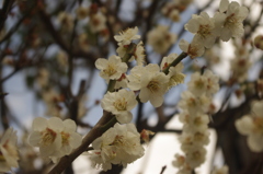 白梅　1　神田明神　２月下旬