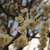 白梅　1　神田明神　２月下旬