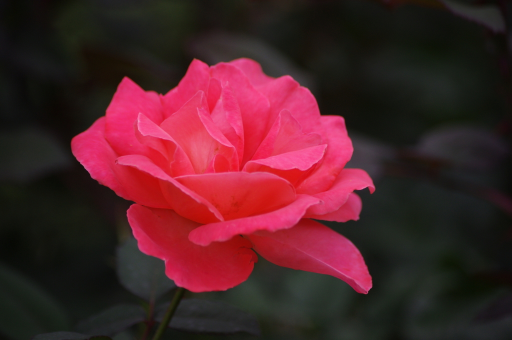 旧古河庭園　６月　薔薇　5