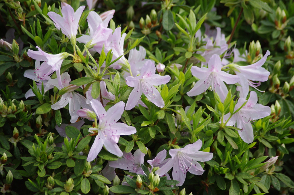 いよいよ主役　旧芝離宮公園