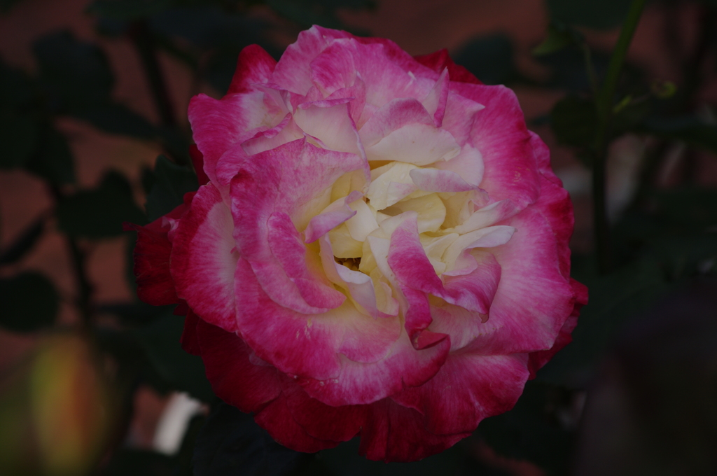 薔薇　8