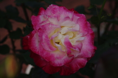 薔薇　8