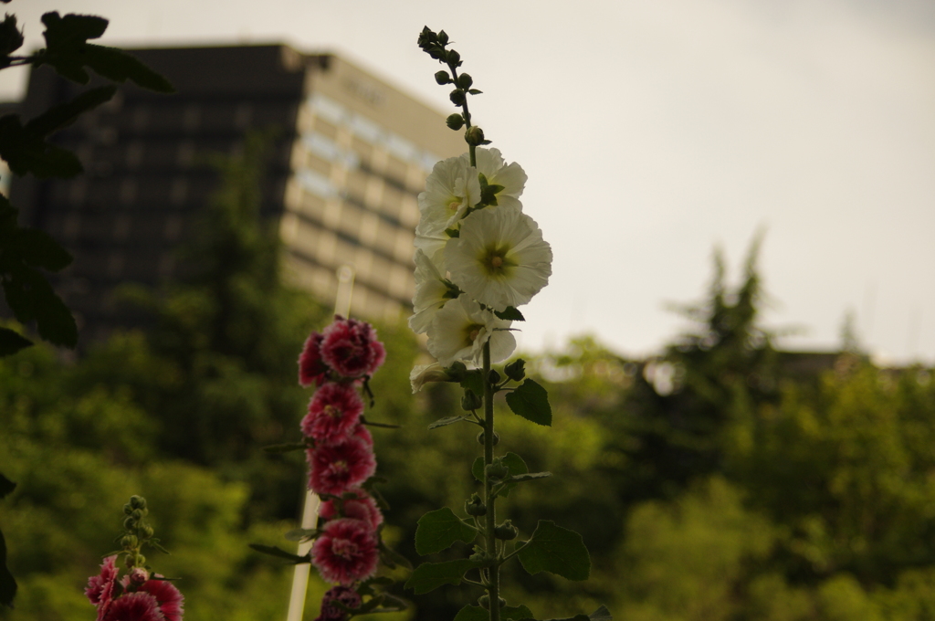 立葵　4　日比谷公園