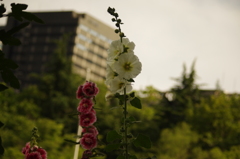 立葵　4　日比谷公園
